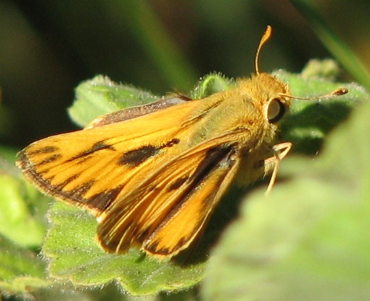 Fiery Grass Skipper