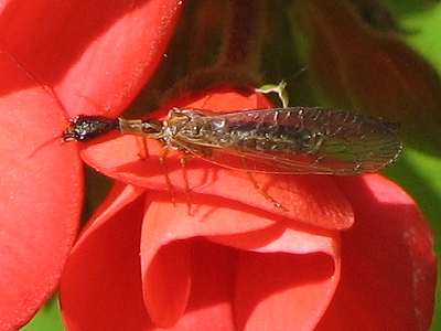 Snake Fly