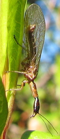 Snake Fly