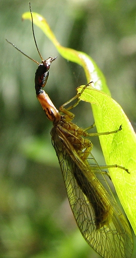 Snake Fly