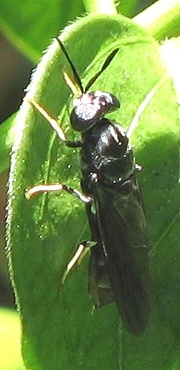 Black Soldier Fly