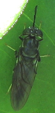 Black Soldier Fly