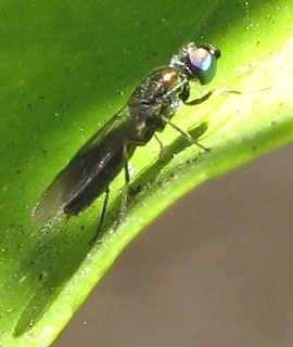 Soldier Fly