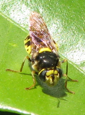 Soldier Fly