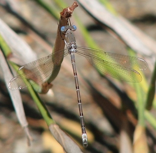 Damselfly