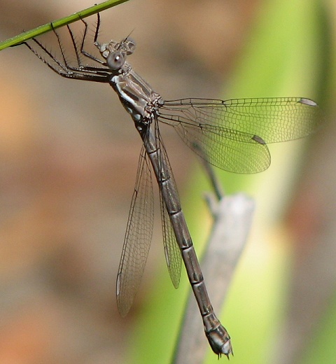 Damselfly