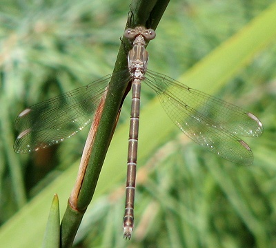 Damselfly