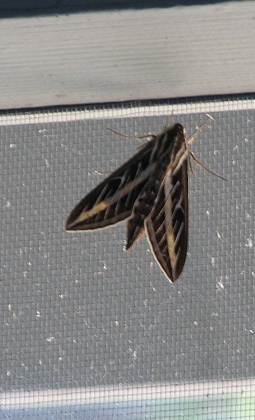 White-lined Sphinx Moth