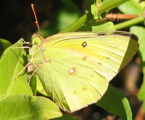 Orange Sulpher Butterfly