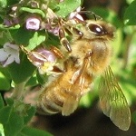 Bee