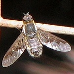 Bee Fly