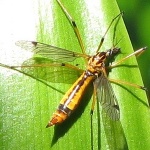 Crane Fly