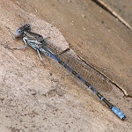 Damselfly