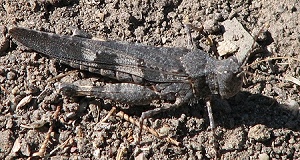 grasshopper