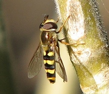 View Flying Insects Around Home