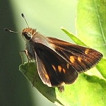 Skipper