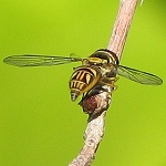 Syrphid Fly