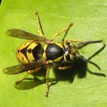 Wasp