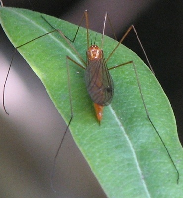 Tiger Crane Fly