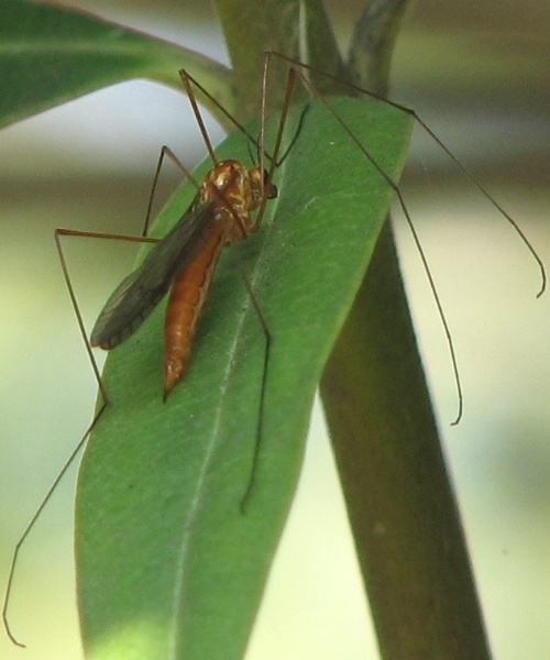 Tiger Crane Fly