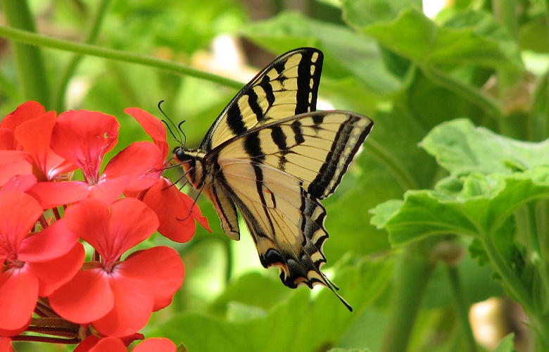 Tiger Swallowtail Butterfly