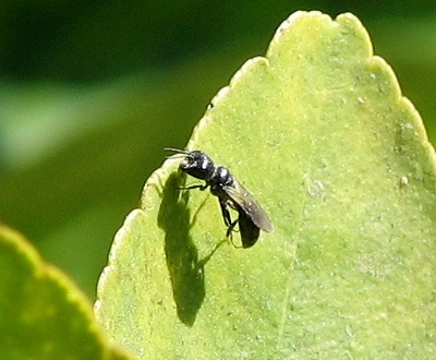 Tiphiid Wasp