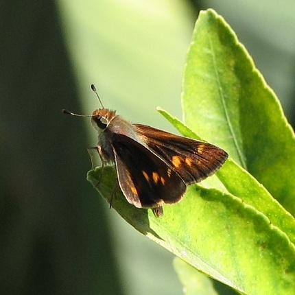 Skipper