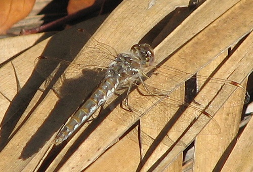 dragonfly