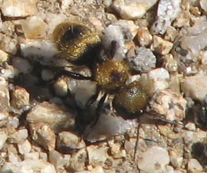 Velvet Ant