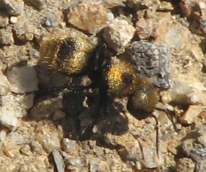 Velvet Ant