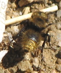 Velvet Ant