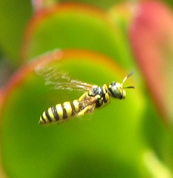 Wasp