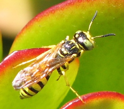 Wasp