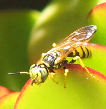 Wasp