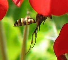 Paper Wasp