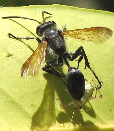 Wasp