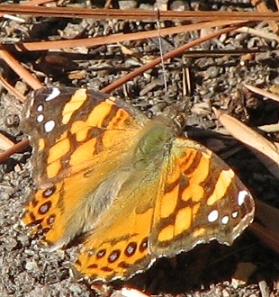 West Coast Lady Butterfly