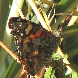 West Coast Lady Butterfly