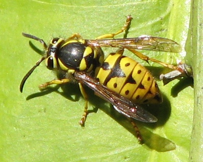 Yellowjacket