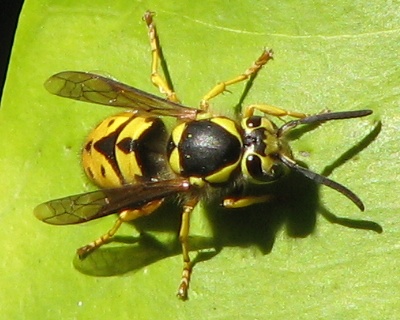 Yellowjacket