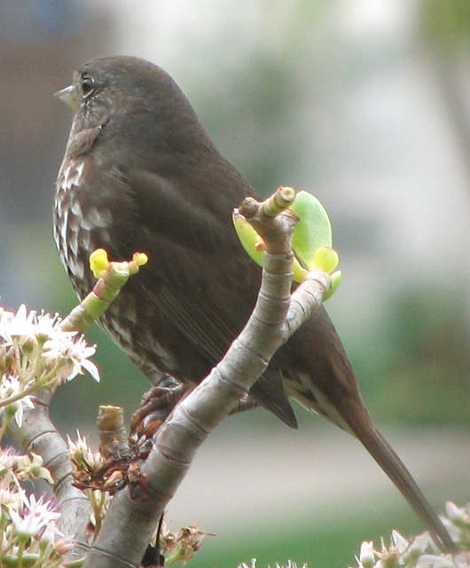 Fox Sparrow