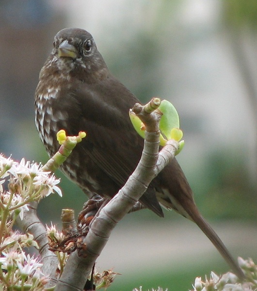 Fox Sparrow