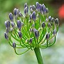 Agapanthus