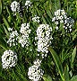 Alyssum