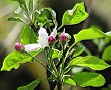 Apple Blossom