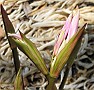 Amaryllis Belladonna