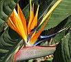 Bird of Paradise