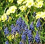 Muscari and Bermuda Buttercup