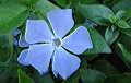 Periwinkle