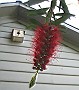 Bottle Brush